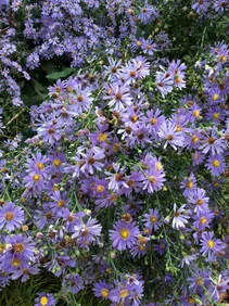 purple flowers